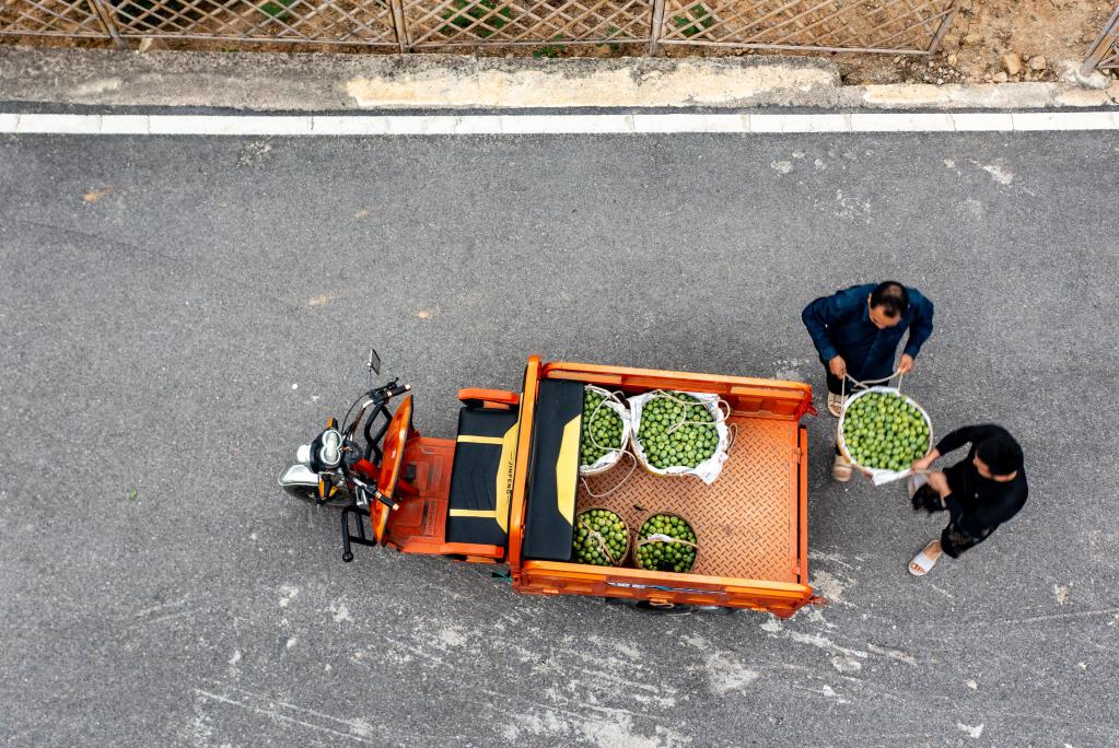 重庆：&ldquo;脆李航班&rdquo;助力巫山脆李飞出三峡库区