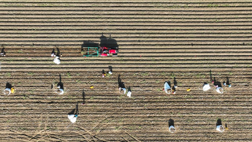 河北丰南：沙土地收获&ldquo;致富果&rdquo;