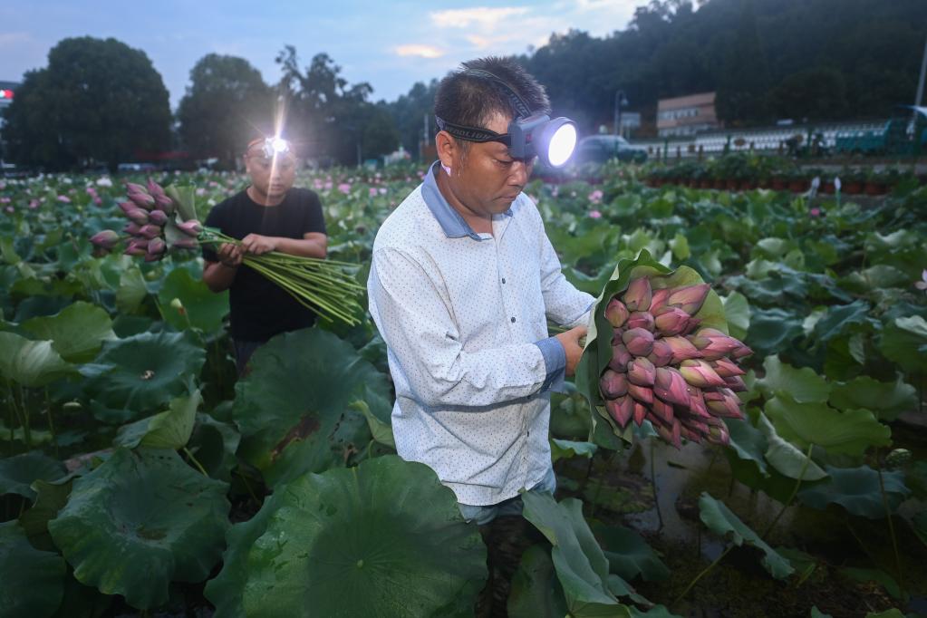 &ldquo;荷花经济&rdquo;助增收