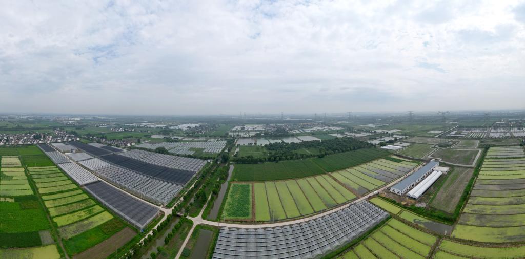 上海：&ldquo;练塘茭白&rdquo;进入夏收旺季