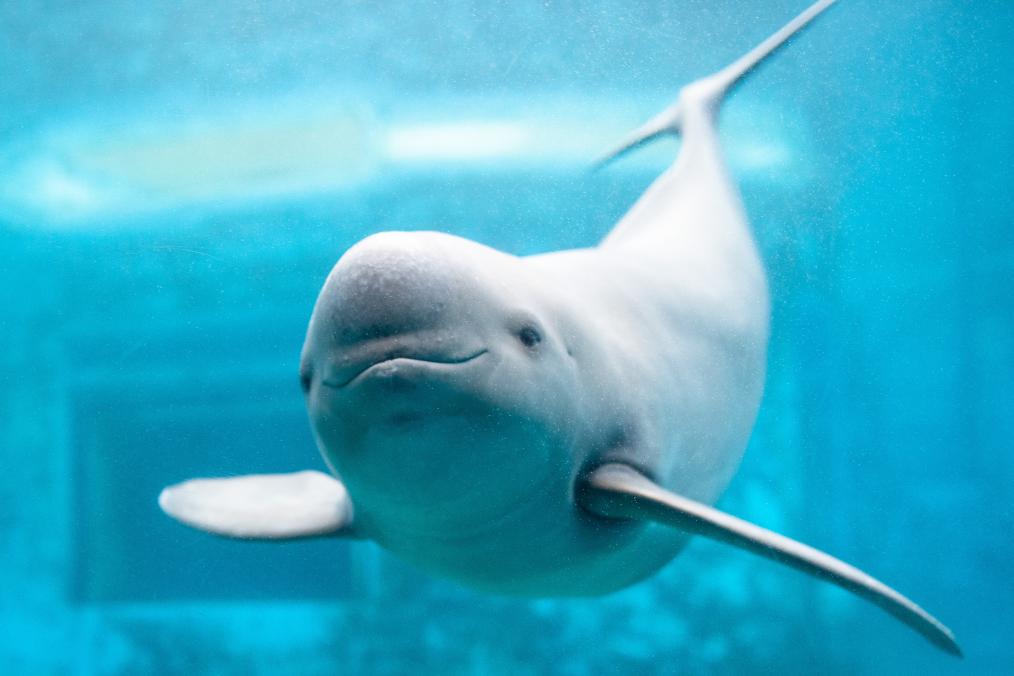 新时代中国调研行&middot;长江篇丨守护&ldquo;长江的微笑&rdquo;