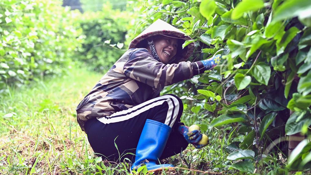 钦州：黄金百香果带火&ldquo;田园经济&rdquo;