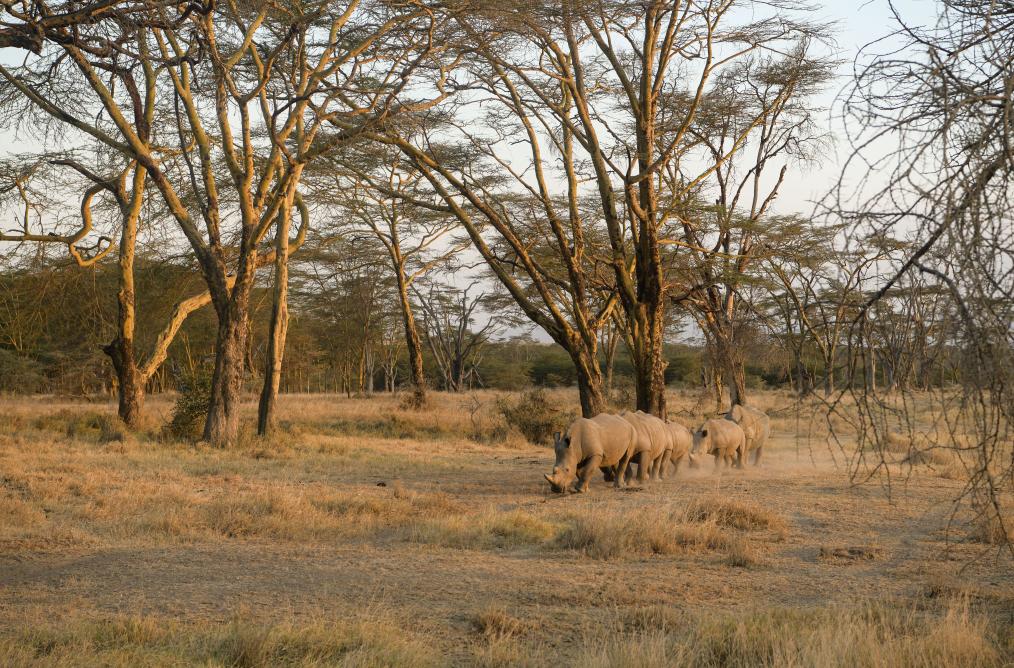 暑假请到非洲来旅游&mdash;&mdash;肯尼亚