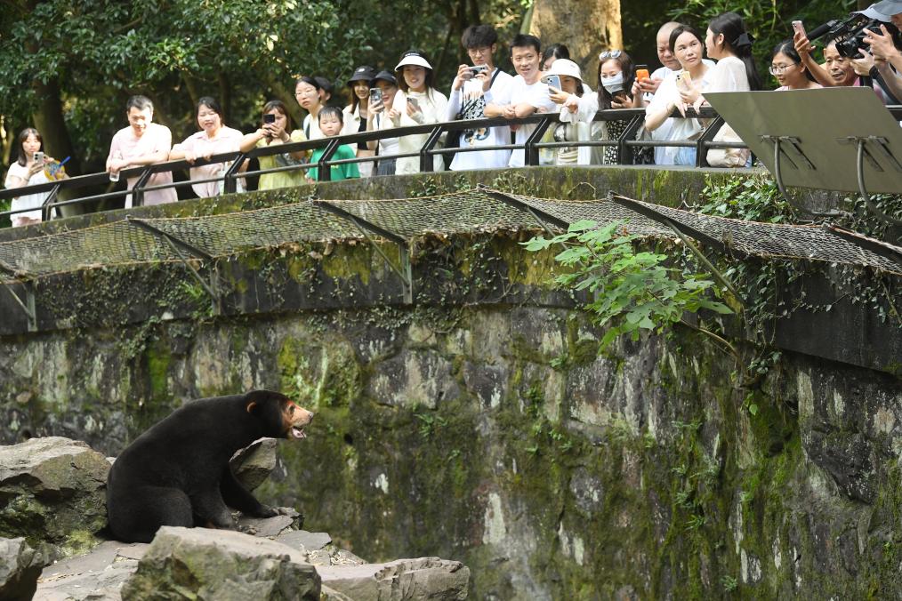 探访杭州动物园“人气”马来熊