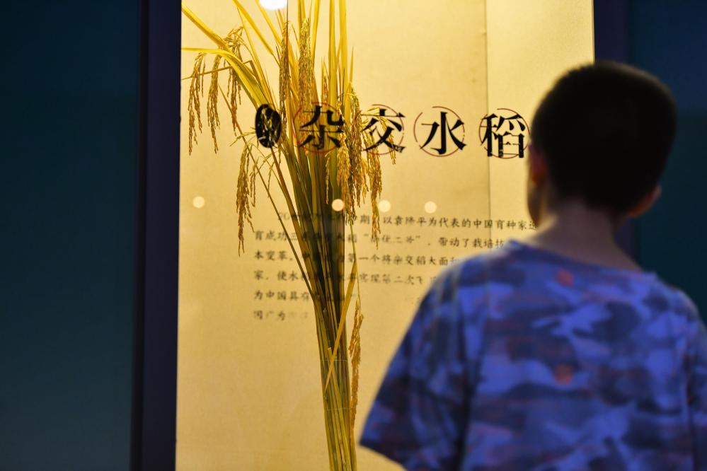 水稻博物馆里感受&ldquo;粒粒皆辛苦&rdquo;