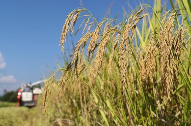 秋收好&ldquo;丰&rdquo;景