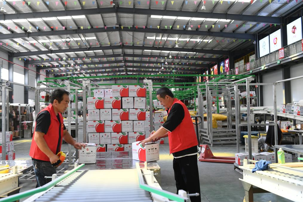 高质量发展调研行丨陕西延安：&ldquo;小苹果&rdquo;做成&ldquo;大产业&rdquo;