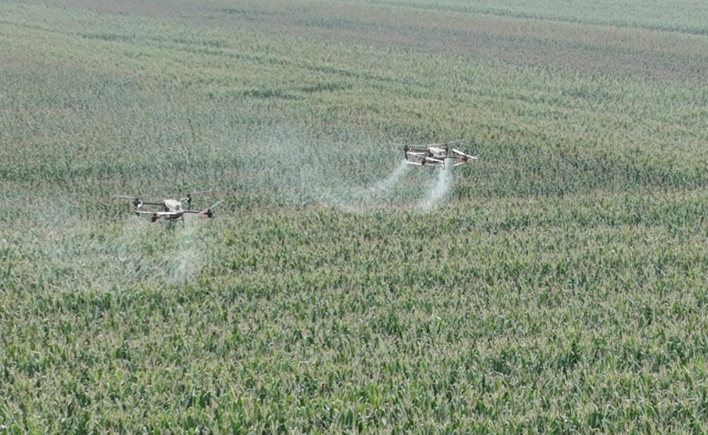 山东乐陵： &ldquo;一防双减&rdquo;统防统治 助力秋粮稳产丰收