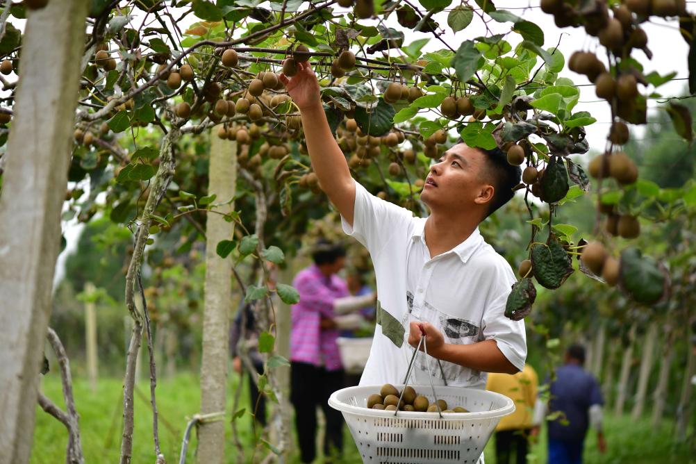 种猕猴桃的&ldquo;95后&rdquo;新农人