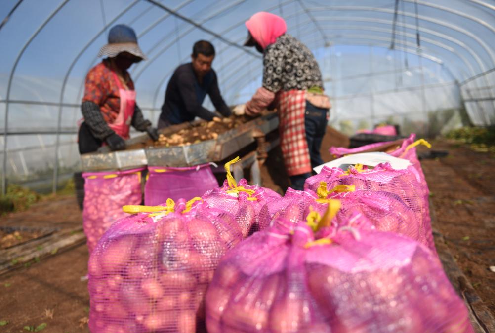 河北张北：马铃薯&ldquo;原原种&rdquo;产业富农家