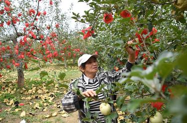 新华全媒+丨黄河岸边苹果丰收