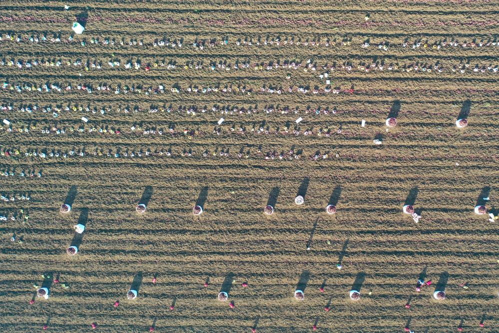 河南宝丰：“订单红薯”迎丰收