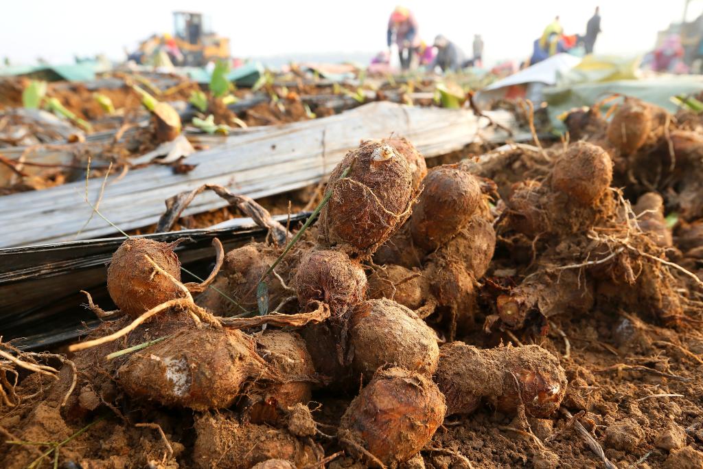 山东即墨：&ldquo;订单芋头&rdquo;迎丰收