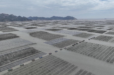 浙江苍南：&ldquo;头水紫菜&rdquo;进入采收期