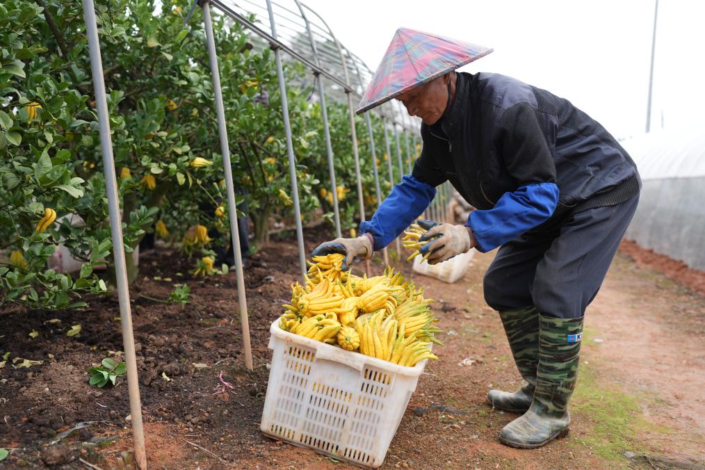 &ldquo;金佛手&rdquo;飘香