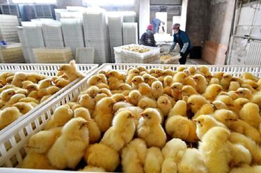 河北芦台：打造蛋鸡全产业链助增收