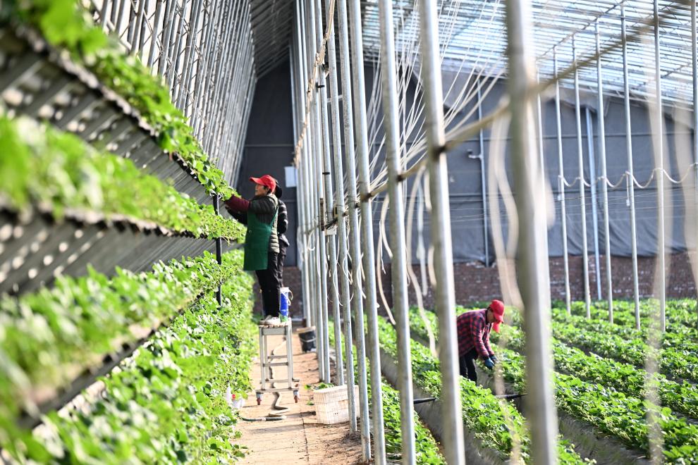 河北白沟：休闲采摘助农增收