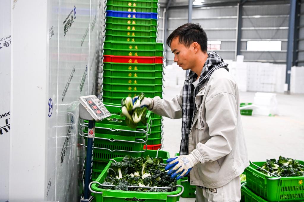 广西钟山：&ldquo;稻菜轮作&rdquo;助农增收