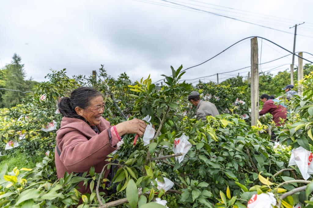 重庆忠县：柑橘迎丰收
