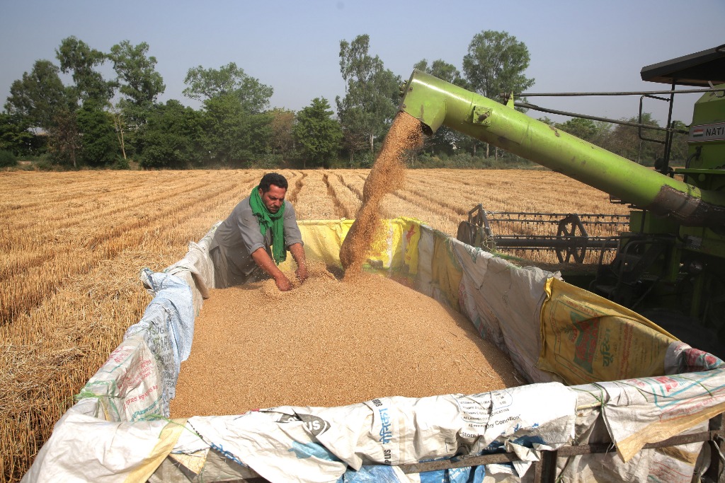 印度收紧小麦出口　埃及“提醒”协议有效