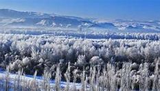 新疆喀什河现雾凇奇观 雾气蒸腾美如仙境