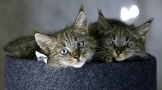 新华全媒+丨生态向好，&ldquo;高原喵星人&rdquo;萌态归来