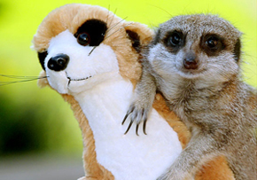 小动物拟人超可爱