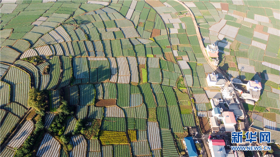 瞰云南建水冬日田野绿意