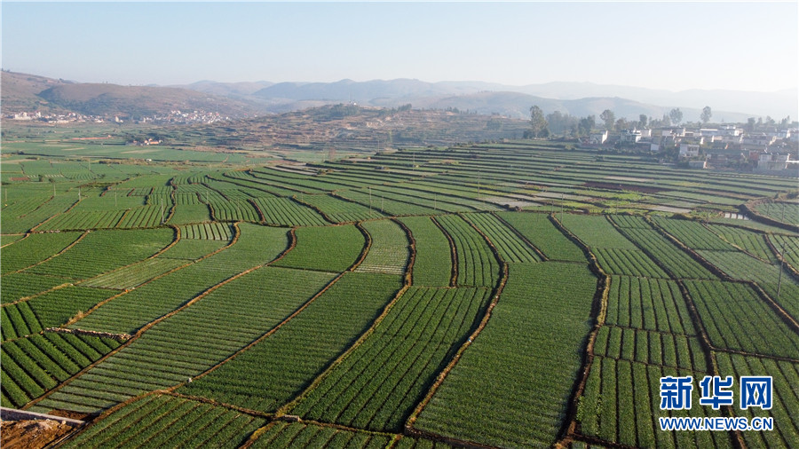 瞰云南建水冬日田野绿意
