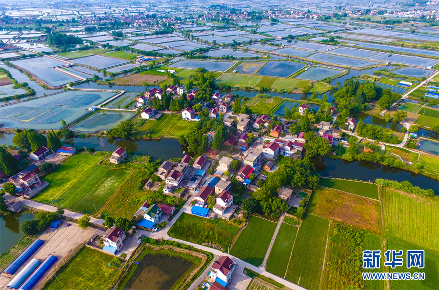 盛夏时节,安徽省马鞍山市当涂县大公圩中心地带石桥镇,沟塘农田规整