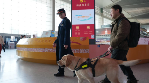 春运里的温柔守护：导盲犬“拿铁”与视障旅客的暖心旅途