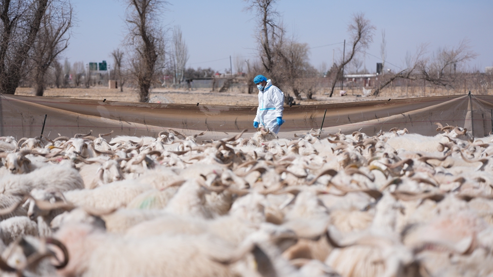 新春走基层丨“异地借牧”牧人的春日转场