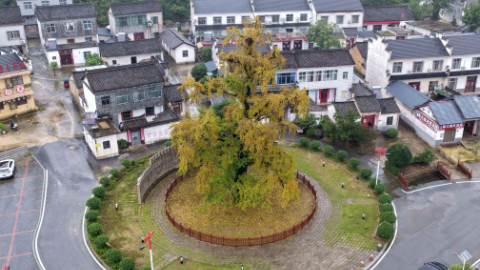 魅力山乡丨红色何家冲 振兴路上再出发