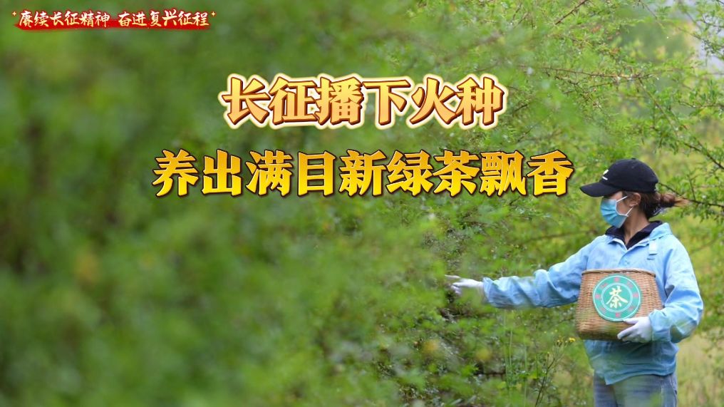 长征播下火种 养出满目新绿茶飘香
