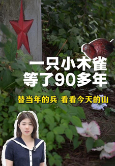一只小木雀等了90多年：替当年的兵，看看今天的山