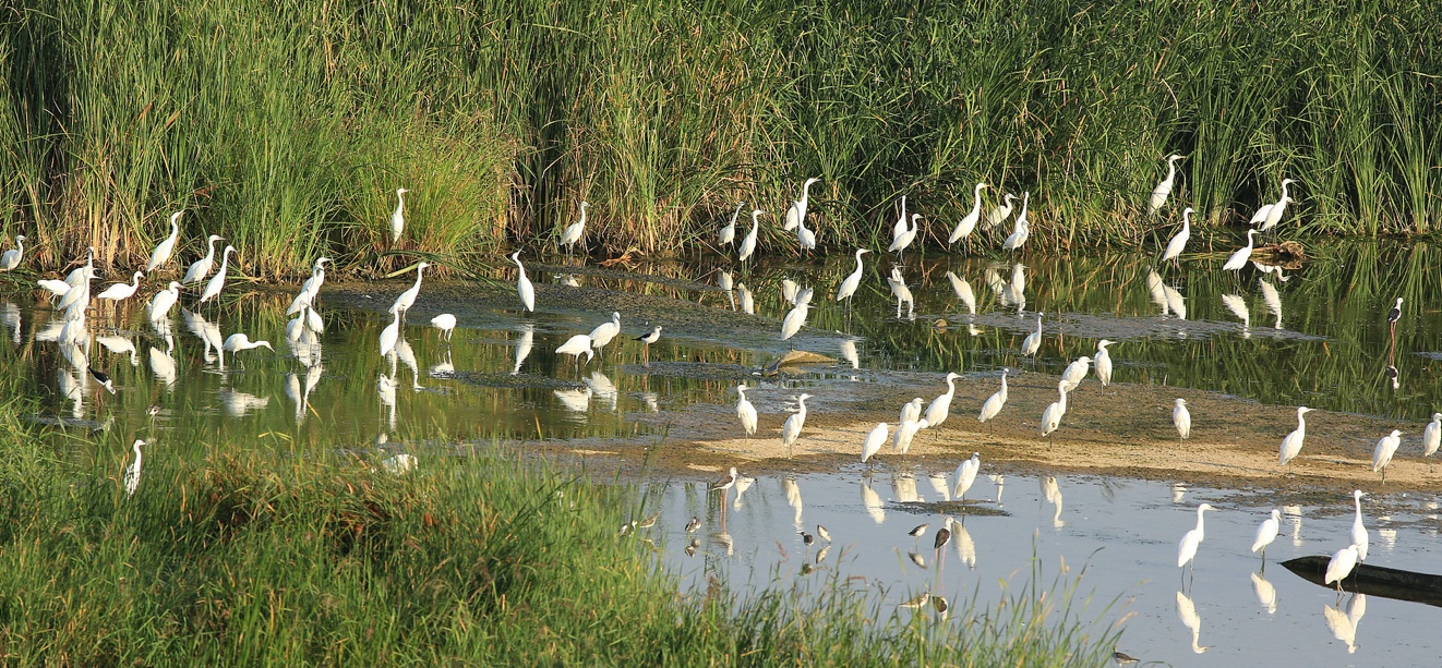 “做沈阳好邻居 做湿地好朋友”华晨宝马捐资守护沈阳及辽河口双湿地_商业头条网