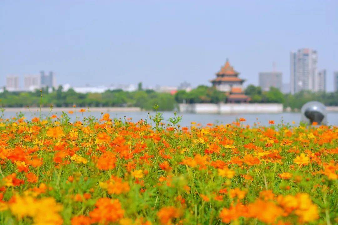 美丽小镇丨顺德大良：城央山水，精致凤城