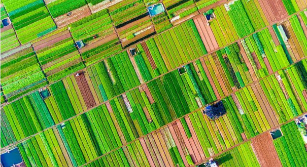 航拍海口农田色彩斑斓犹如马赛克