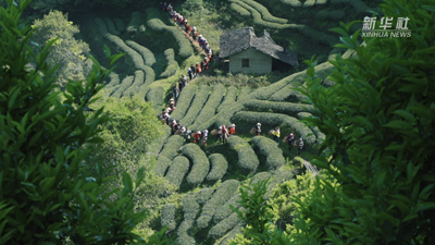 大美非遗|武夷山下茶飘香