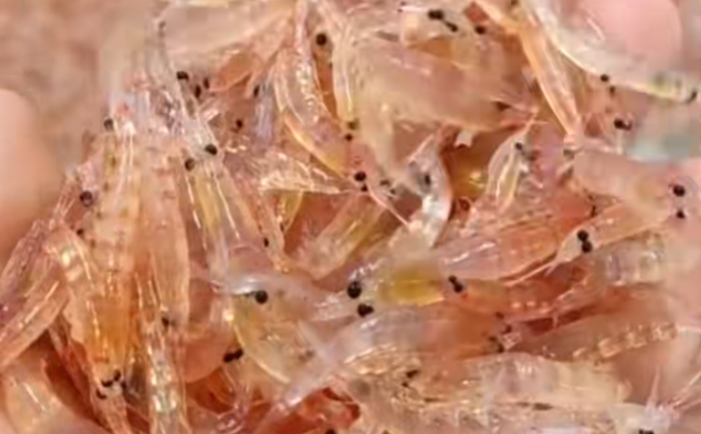 知名品牌疑似造假，主要成分含量为