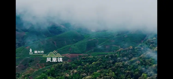 影像为媒 佳茗为载 《茶的传人》以匠心传续千年茶韵插图3