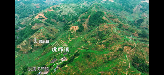 影像为媒 佳茗为载 《茶的传人》以匠心传续千年茶韵插图2