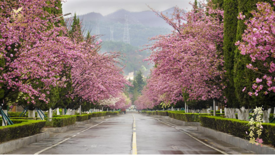 赴一场樱香酒韵之约 金徽酒樱花节赋能春日文旅新高度插图3 赴一场樱香酒韵之约 金徽酒樱花节赋能春日文旅新高度插图3