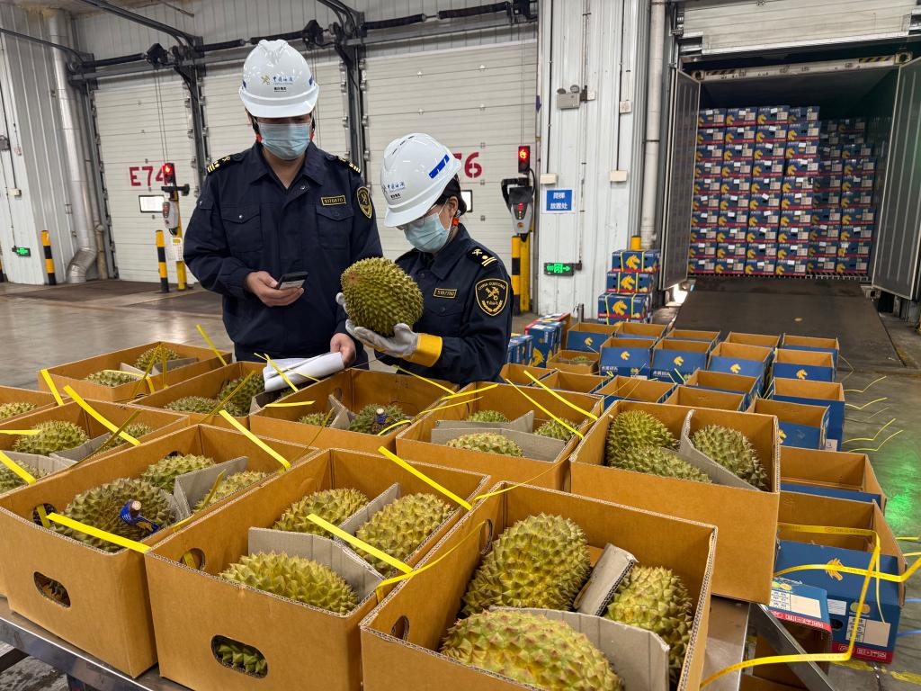 大批榴莲来了 “榴莲快线”开启运输旺季_商业头条网