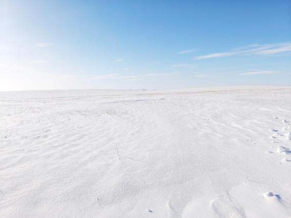 蒙北燕麦基地积雪融化 春日续写15年来不用化肥农药种植燕麦的坚守插图1 蒙北燕麦基地积雪融化 春日续写15年来不用化肥农药种植燕麦的坚守插图1