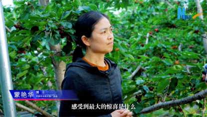 樱桃大了、上市早了：“鲁花花生肽肥”解锁增收新路径插图2