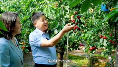 樱桃大了、上市早了：“鲁花花生肽肥”解锁增收新路径插图4