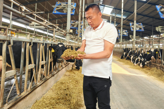 精益降本·低成本养殖技术应用全面启动——伊利集团创新推广奶产业提质增效插图3