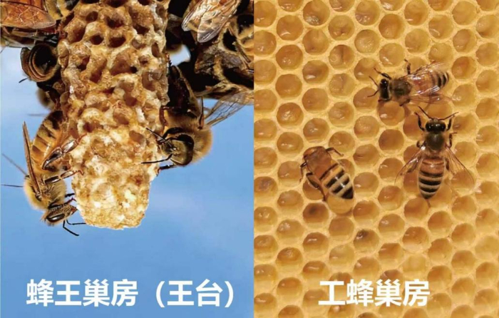 我国蜜蜂研究成果在《自然》刊发 揭示蜂王发育“建筑密码”_商业头条网