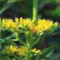 花坛中的小黄花